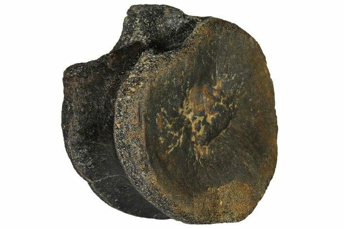 Iguanodon (Mantillisaurus) Dorsal Vertebra - England #130187